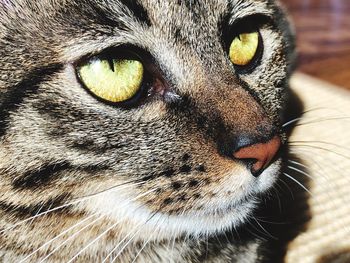 Close-up portrait of a cat