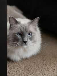 Close-up portrait of cat at home