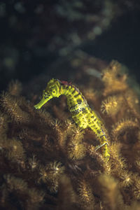 Close-up of caterpillar on sea