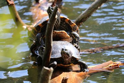 Turtles mating on tree trunk in lake