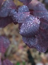 Close up of flower