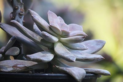 Close-up of flowering plant