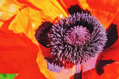 Close-up of red flower