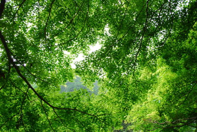 Low angle view of trees in forest