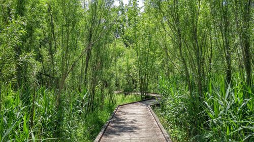 View of bamboo trees in forest