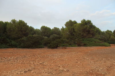 Scenic view of trees growing on field against sky