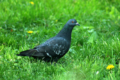 Black bird on grass