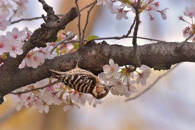 Close-up of cherry blossoms in spring