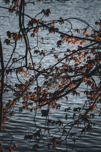 High angle view of plants by lake