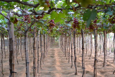 Trees growing in field