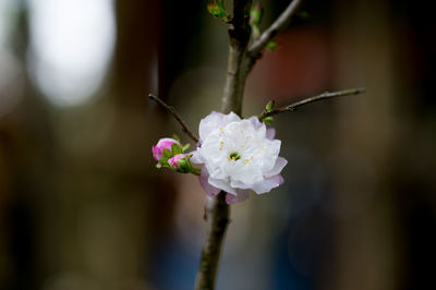 Close-up of white flowers