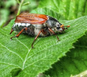 Close-up of insect on leaf