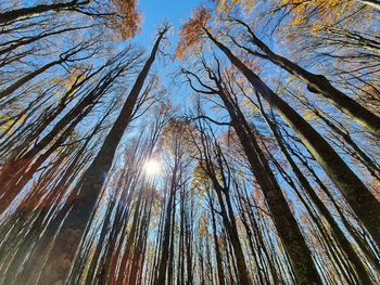 Low angle view of bamboo trees against sky