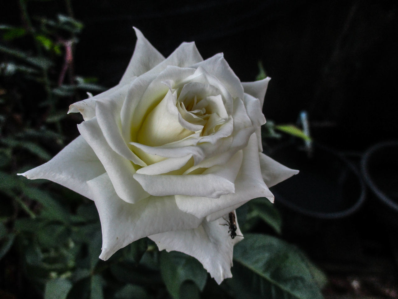 flower, petal, rose - flower, fragility, flower head, beauty in nature, nature, close-up, growth, white color, freshness, no people, outdoors, plant, focus on foreground, night, blooming