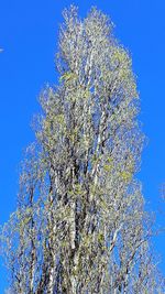 Low angle view of flowering plant against blue sky