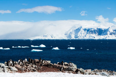 Penguin colony against the sea and snow covered landscapes at georges point, antarctica.