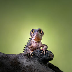 Close-up of a lizard looking away