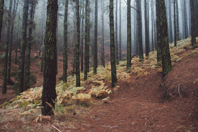 Pine trees in forest