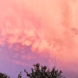 Low angle view of tree against dramatic sky