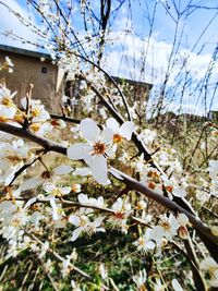 Close-up of apple blossoms in spring