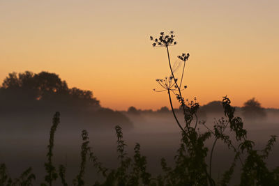 Silhouette plants against sky during sunset