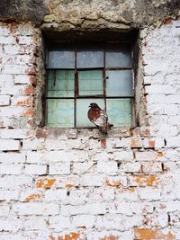 Bird on window