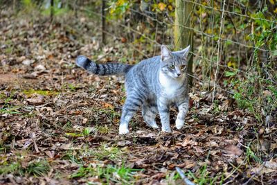 Portrait of cat on field