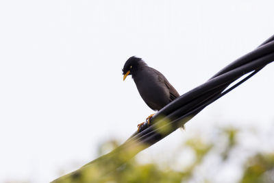 Low angle view of bird perching on a tree