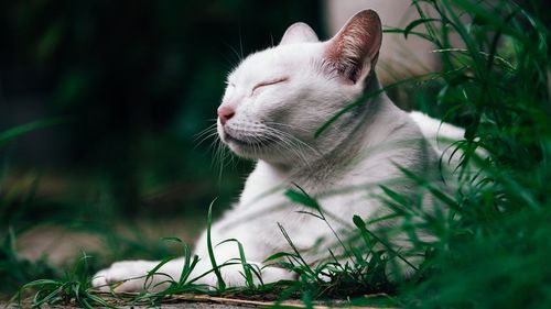 Close-up of a cat looking away