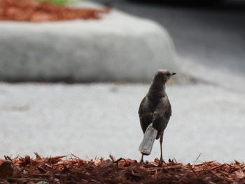 Close-up of bird perching