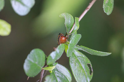 Close-up of insect on leaf