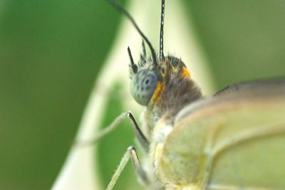 Close-up of butterfly