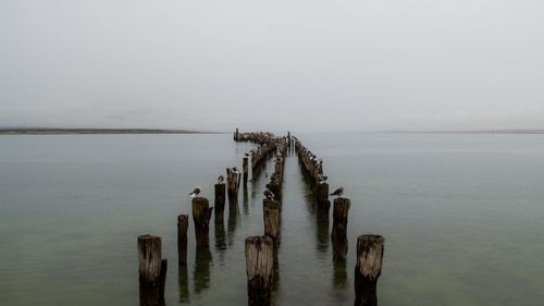 Birds on wooden posts in sea against clear sky