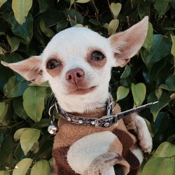 Close-up portrait of a dog