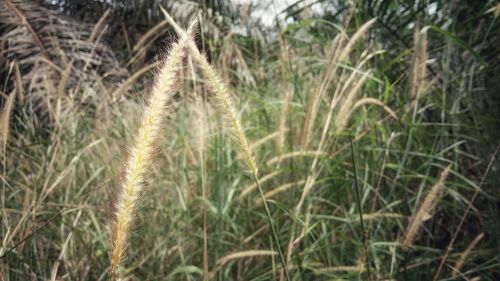 Close-up of stalks in field