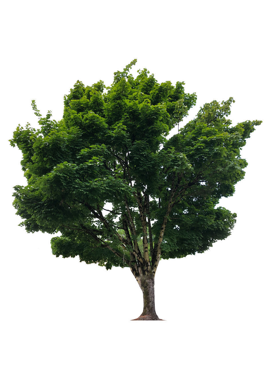 TREE AGAINST CLEAR SKY