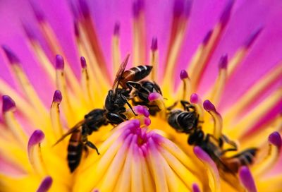 Close-up of honey bee pollinating on pink flower