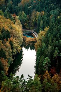 High angle view of pine trees by lake in forest during autumn