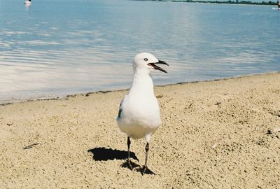 Seagull on beach