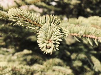 Close-up of pine tree