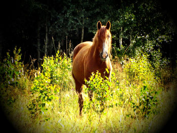 Two horses on landscape