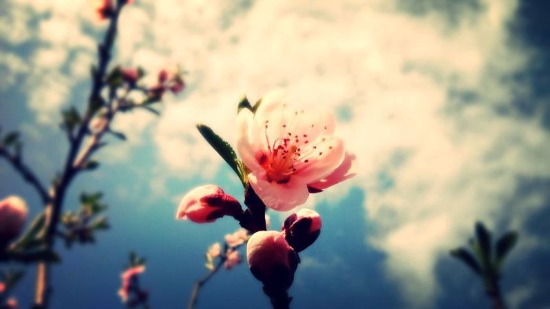 flower, freshness, petal, fragility, flower head, growth, focus on foreground, beauty in nature, close-up, blooming, nature, sky, plant, in bloom, bud, pollen, cloud - sky, stem, blossom, single flower