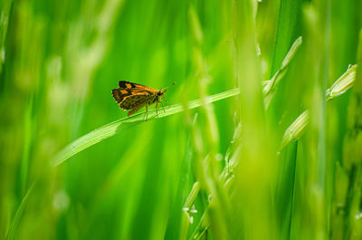 The chequered skipper, carterocephalus palaemon is butterfly on ear of rice