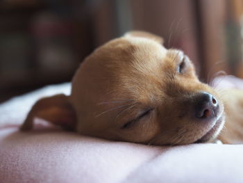 Close-up of dog sleeping at home