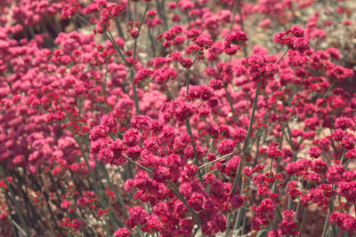 Close-up of pink flowering plants