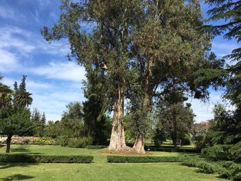 Trees on grass against sky