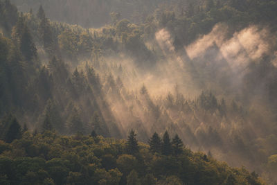 After a summer thunderstorm, the sun shines through the rising haze in the black forest