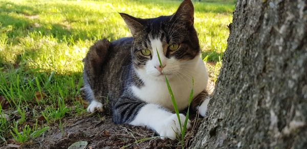 Close-up of a cat on field