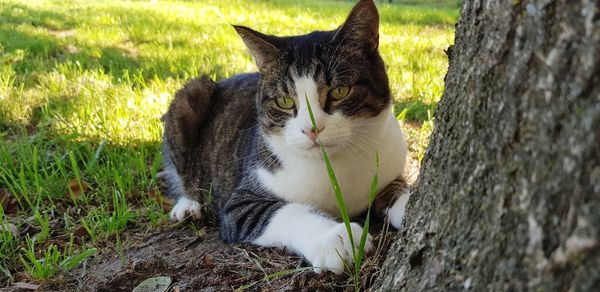 Close-up of a cat on field