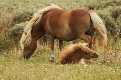 Side view of horse grazing on landscape